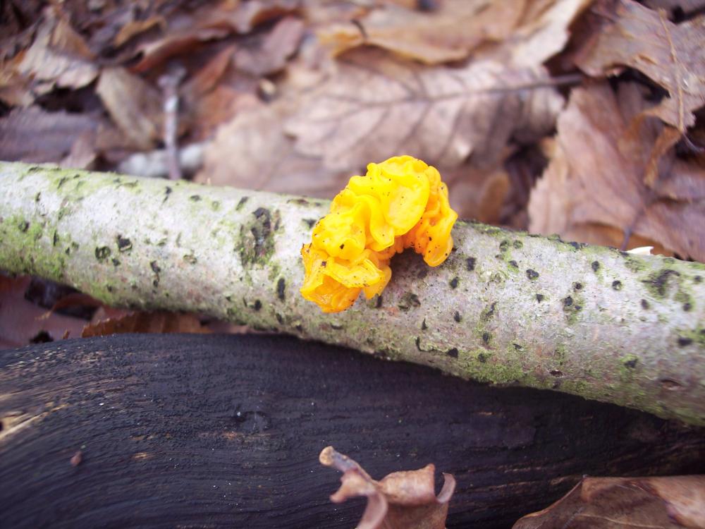 ritrovamenti invernali nel parco ticino